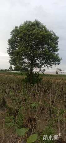 15公分大叶女贞