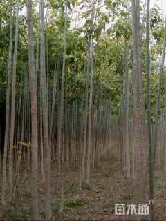 3公分金叶复叶槭