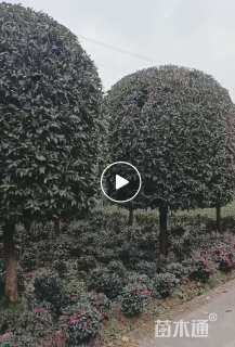 30公分桂花