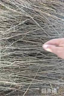 高度40厘米梭梭