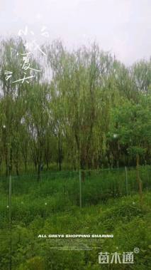 8公分柳树