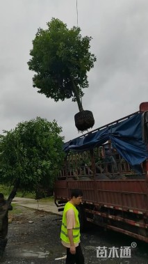 18公分阴香