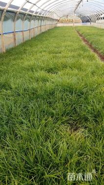 高度10厘米麦冬