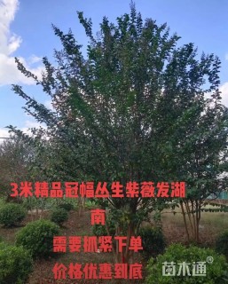 高度280厘米丛生紫薇