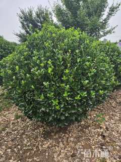 冠幅200厘米大叶黄杨球