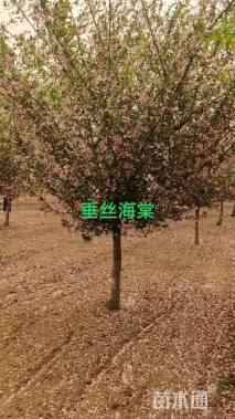 10公分垂丝海棠