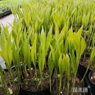 裸干高2厘米圣诞椰子
