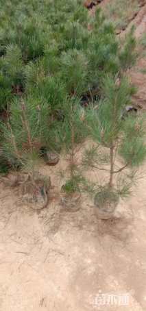 高度50厘米油松