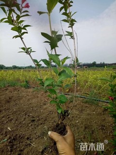 高度40厘米红王子锦带