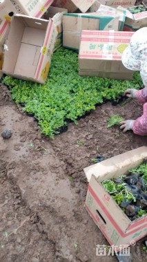 高度15厘米垂盆草