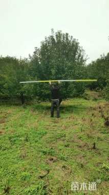 17公分绚丽海棠