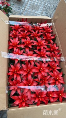 高度45厘米凤梨