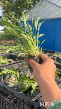 高度10厘米金鸡菊