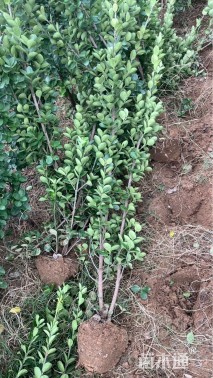 高度120厘米北海道黄杨