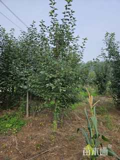 8公分垂丝海棠
