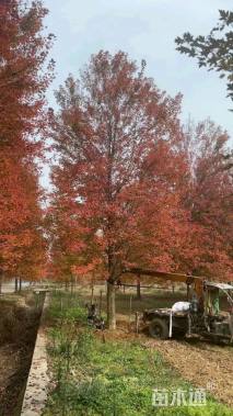 18公分美国红枫