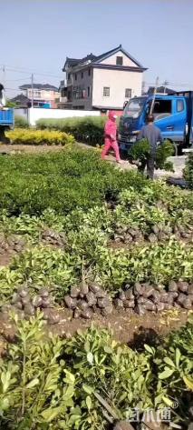 高度40厘米海桐