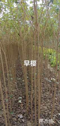 1公分日本早樱