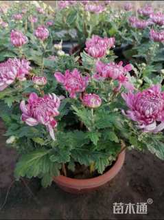 高度12厘米菊花