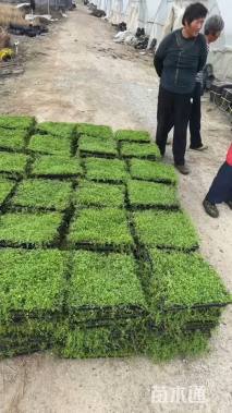 高度5厘米姬岩垂草