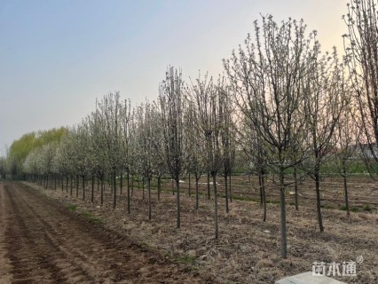 5公分彩叶豆梨