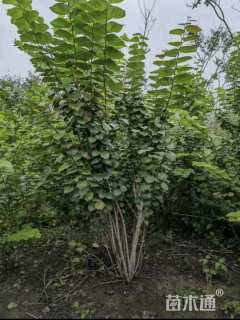 高度150厘米丛生紫荆