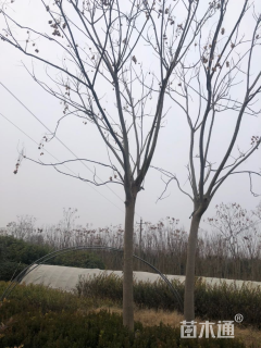 15公分黄山栾树