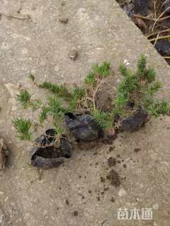 高度15厘米福禄考