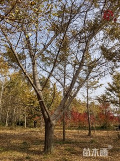 20公分嫁接银杏