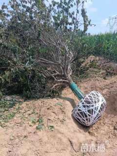 15公分青叶碧桃