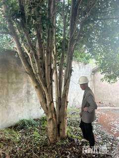140公分桂花