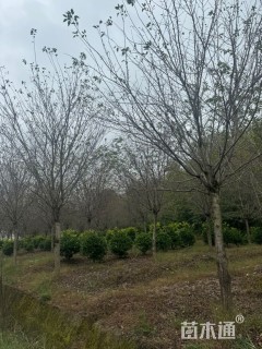 15公分高杆樱花