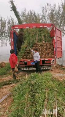 高度200厘米蔷薇