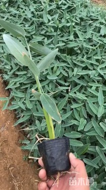 高度60厘米再力花