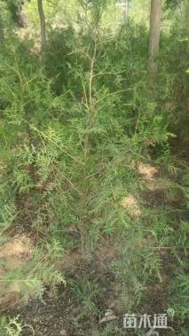 高度120厘米侧柏