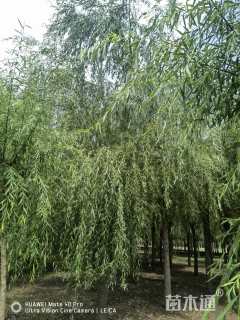 12公分金丝垂柳