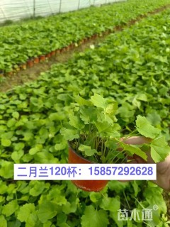 高度20厘米二月兰