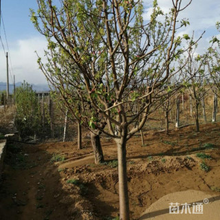 15公分八棱海棠