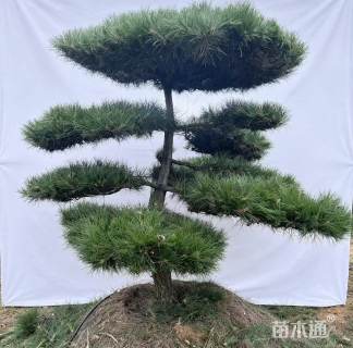 18公分造型油松