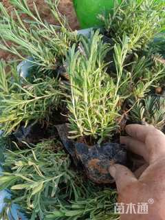 高度10厘米薰衣草