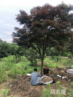 18公分日本红枫