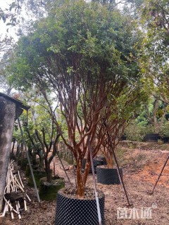 高度300厘米嘉宝果