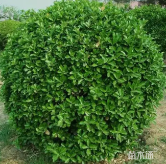 原生苗大叶黄杨