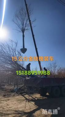 14公分金枝槐