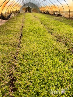 高度20厘米满天星