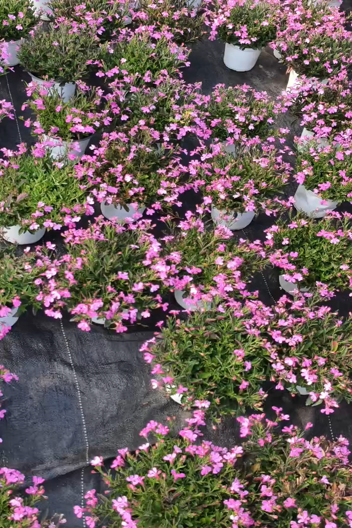 高度20厘米半边莲