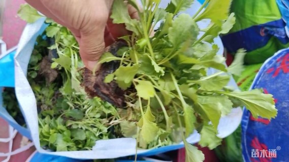 高度10厘米大滨菊