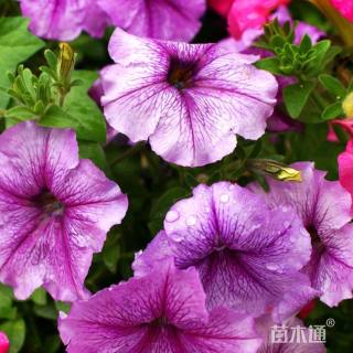 高度22厘米精品大花牵牛