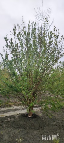 高度5厘米丛生三角枫