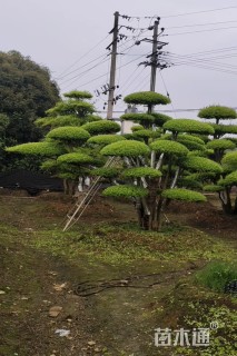 25公分罗汉松